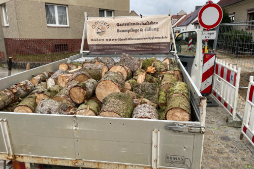 Tree logs