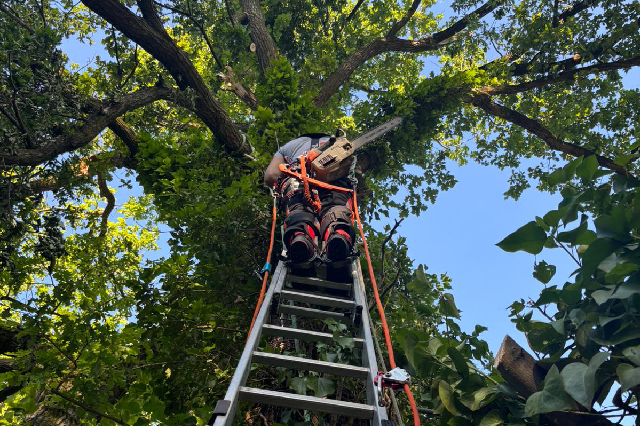 man pruning tree branches