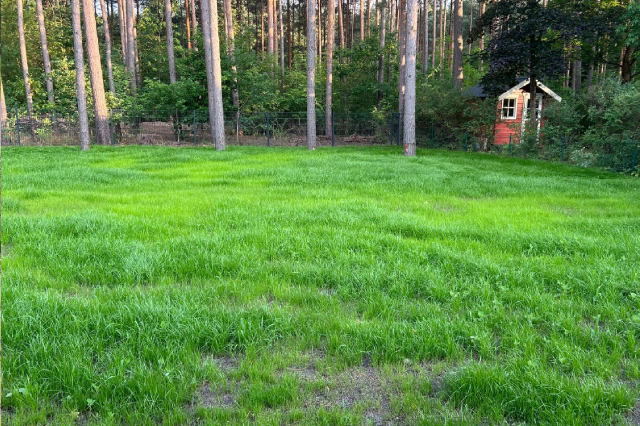 lush green backyard