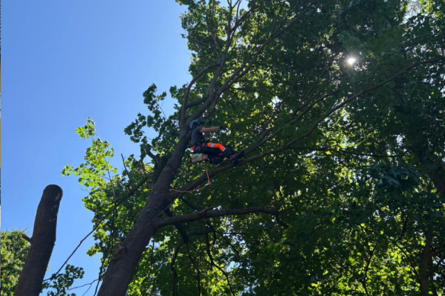 man pruning tree branches