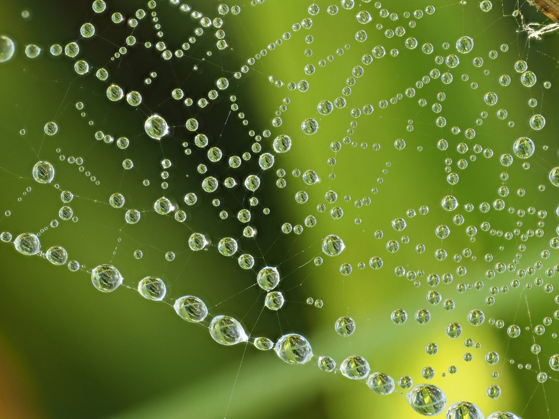 A close up of a spider's web covered in dew